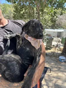 Adopt Eli