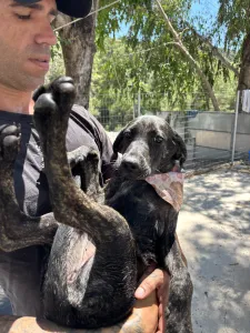 Adopt Eli