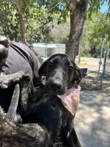Adopt Eli