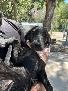 Adopt Eli