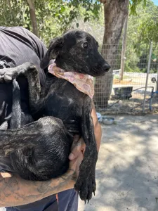 Adopt Eli
