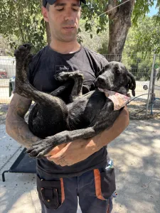 Adopt Eli