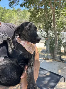 Adopt Eli