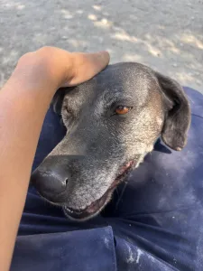 Adopt Sasa