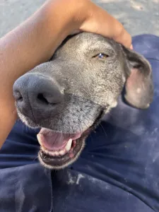 Adopt Sasa