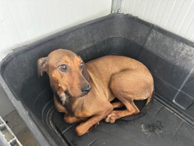 Adopt Mika