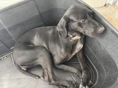 Adopt Mini