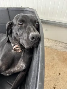 Adopt Mini