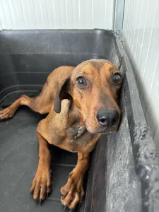 Adopt Mika