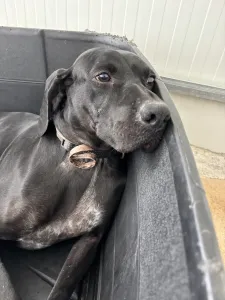 Adopt Mini
