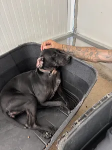Adopt Mini