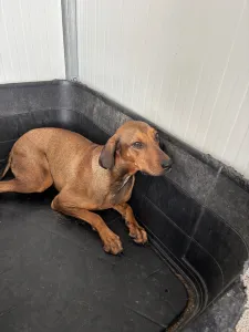 Adopt Mika