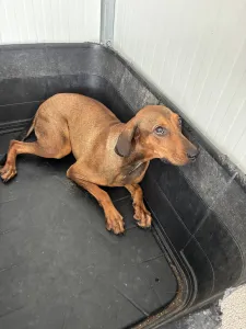 Adopt Mika