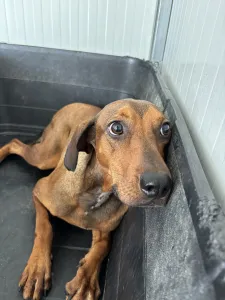 Adopt Mika