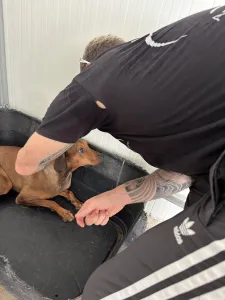 Adopt Mika