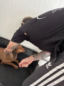 Adopt Mika