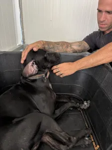 Adopt Mini