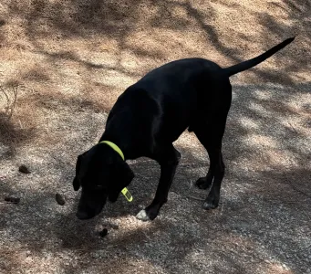 Adopt Panormitis