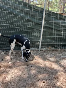 Adopt Tsampikos