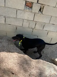 Adopt Panormitis