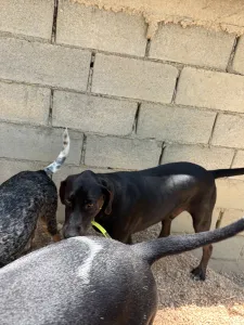 Adopt Panormitis