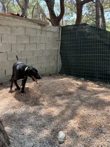 Adopt Panormitis