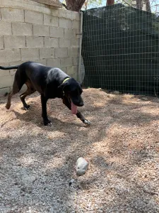 Adopt Panormitis