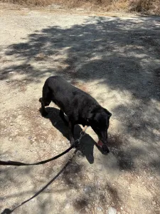 Adopt Panormitis