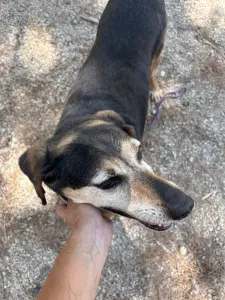 Adopt Ten