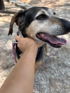 Adopt Ten