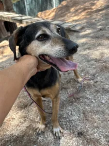 Adopt Ten