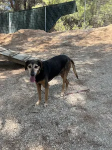 Adopt Ten