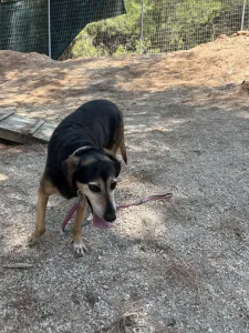 Adopt Ten