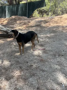 Adopt Ten