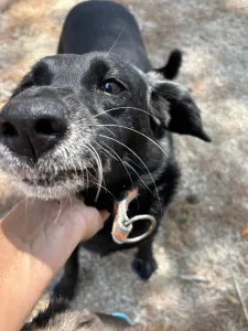 Adopt Cassie
