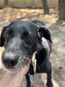 Adopt Cassie