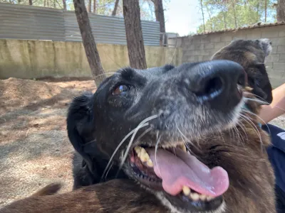 Adopt Cassie