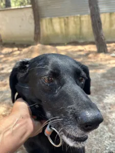 Adopt Cassie