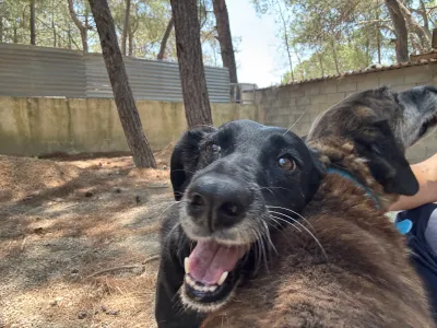 Adopt Cassie