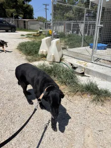 Adopt Panormitis