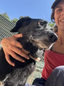 Adopt Cassie