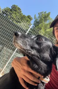 Adopt Cassie