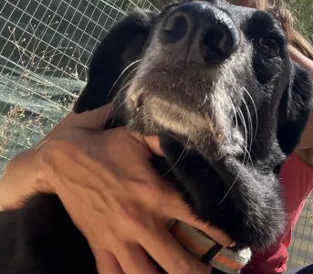 Adopt Cassie