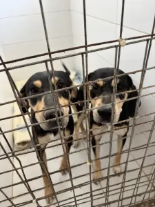 Adopt Axileas