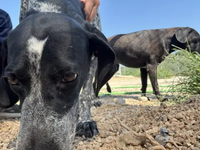 Adopt Sweet