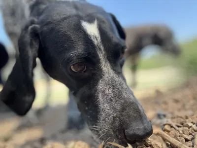 Adopt Sweet