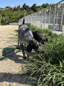Adopt Sweet