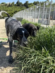 Adopt Sweet