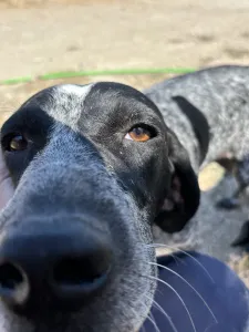 Adopt Sweet