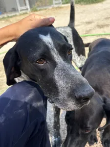 Adopt Sweet